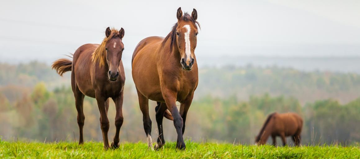 Óleo CBD para cavalos: benefícios e dosagem