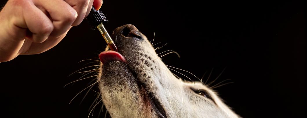 Óleo CBD para cães
